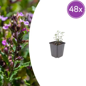 Teucrium - 48X Teucrium Lucidrys - ↕10-25cm - Ø9cm